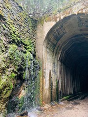 Naklejka premium tunnel in the forest
