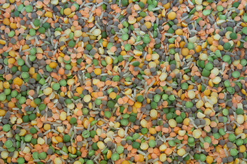 Orange, Green and Yellow Split Peas and Lentils Background of Cheerful Colors of Dried Grains and Legumes