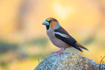 Grosbeak perched on its perch with out of focus backgrounds