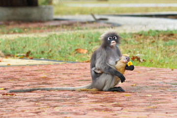Beautiful Spectacled langur in the park. Prachuap Khiri Khan province, Thailand