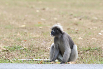 Beautiful Spectacled langur in the park. Prachuap Khiri Khan province, Thailand