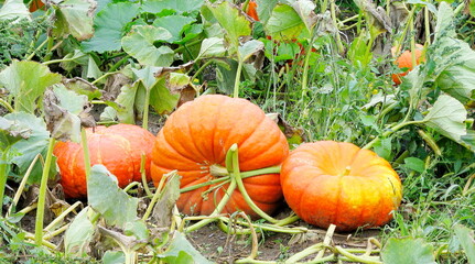 Pumpkins on the field. Pumpkins on the field before harvest.  
