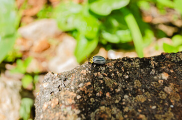 Colorado Potato Beetle On Concrete Step Edge
