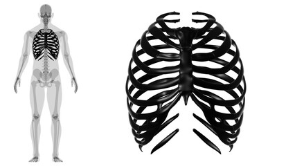Human skeleton anatomy Rib Cage 3D Rendering