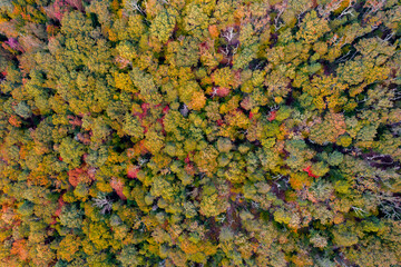 Aerial Top Down View of Fall Trees with Foliage in Maryland 