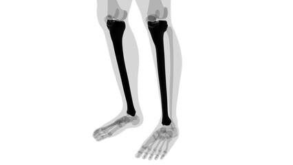 Human skeleton anatomy Tibia Bone 3D Rendering © mybox