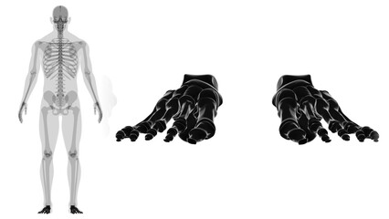 Human Skeleton Foot bones Anatomy For Medical Concept © mybox
