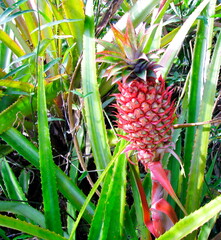 Exotic red pineapple. Brazilian red pineapple in nature, southern Brazil    