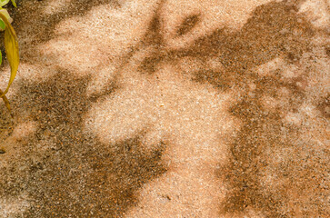 Plant Shadow On Concrete