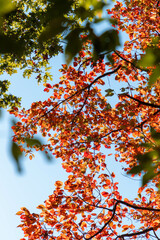 Lower View of Autumn Foliage Against Blue Skies