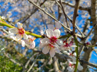 closeup of a pink blossom / flower on a tree with boughs/branch on spring at Spain
