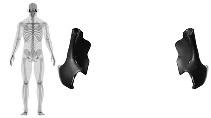 Human Skeleton Skull Zygomatic Bone Anatomy For Medical Concept © mybox