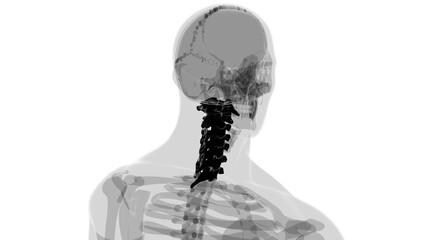 Human Skeleton Vertebral Column Cervical Vertebrae Anatomy 3D © mybox