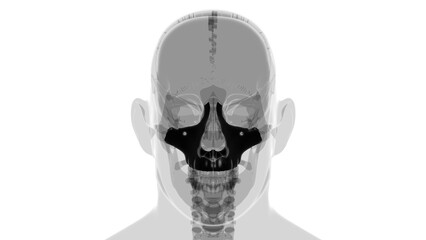 Human Skeleton Skull Maxillal Bone Anatomy For Medical Concept