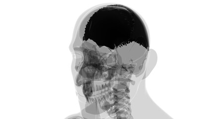 Human Skeleton Skull Parietal Bone Anatomy For Medical Concept