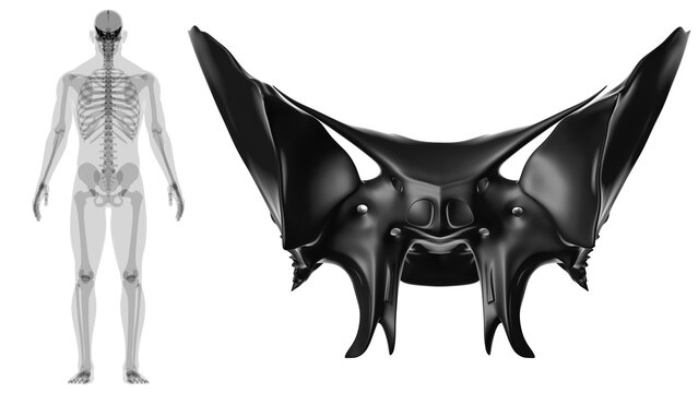 Human Skeleton Skull Sphenoid Bone Anatomy For Medical Concept