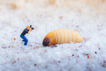 Miniature people : photographer taking sago worm larvae insect