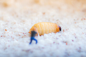 Miniature people : photographer taking sago worm larvae insect