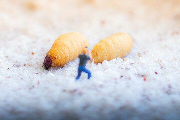 Miniature people : photographer taking sago worm larvae insect