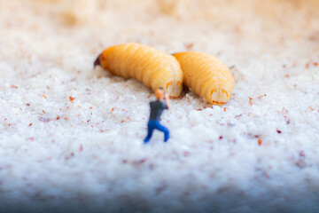 Miniature people : photographer taking sago worm larvae insect