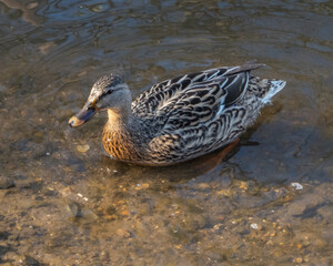 Female Mallard in clear water facing right to left
