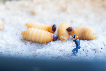 Miniature people : photographer taking sago worm larvae insect