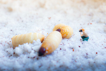 Miniature people : photographer taking sago worm larvae insect