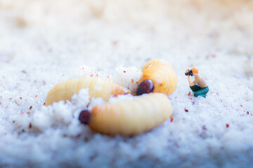 Miniature people : photographer taking sago worm larvae insect