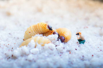 Miniature people : photographer taking sago worm larvae insect