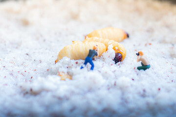 Miniature people : photographer taking sago worm larvae insect