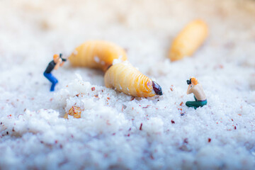 Miniature people : photographer taking sago worm larvae insect