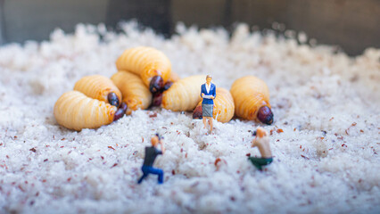 Miniature people : photographer taking sago worm larvae insect