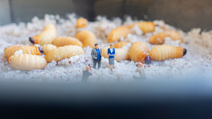 Miniature people : photographer taking sago worm larvae insect