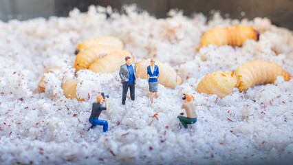 Miniature people : photographer taking sago worm larvae insect