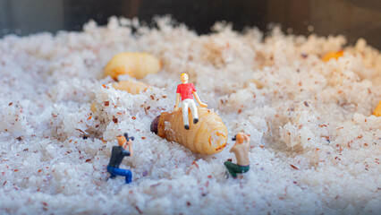 Miniature people : photographer taking sago worm larvae insect