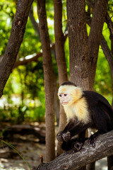 Capuchin Monkey, White-faced, Cebus capucinas.