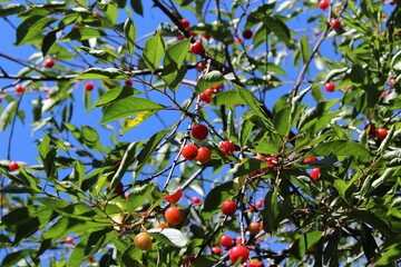 Sour cherries ripen in early July