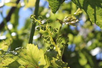 Fresh new green leaves and young unripe fruits grow on grapevines