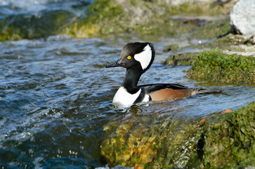 Hooded Merganser