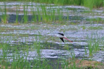 Beautiful red-wattled lapwing bird (Vanellus indicus) live in the swamp.