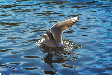 Obraz premium white seagull takes flight