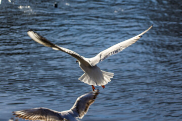 a white seagull flies over the water