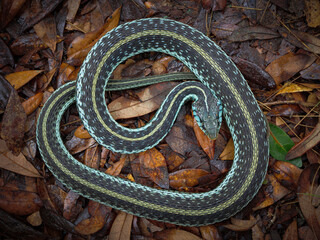 Eastern Garter Snake (Thamnophis sirtalis)