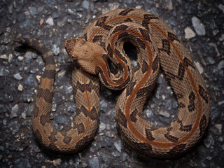 Canebrake Rattlesnake (Crotalus horridus atricaudatus)