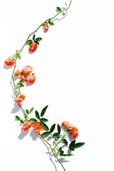 Climbing small roses. Branch climbing orange rose flower with leaves and buds isolated on white.  
