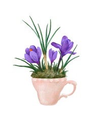 Fototapeta na wymiar Blooming Spring Flowers. The primrose of the house is Crocus. Home gardening. Watercolor illustration