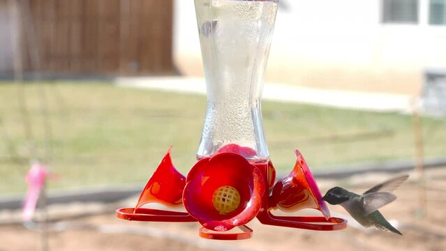 humming bird drinking nectar