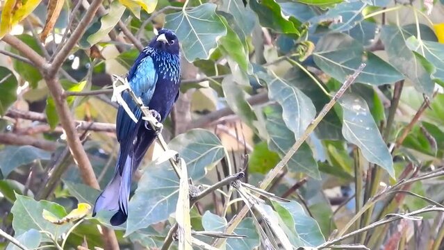 A close up video of Drongo bird on a tree branch in the forests of India. The drongos are a family, Dicruridae, of passerine birds of the Old World tropics.
