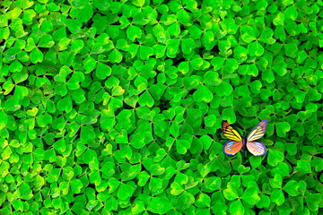 Fresh nature. Artificial butterfly over fresh green clover field in Southern Brazil.   