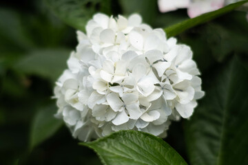 Obraz premium 白いあじさい 